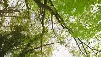 绿色树木生机盎然树荫视频的预览图